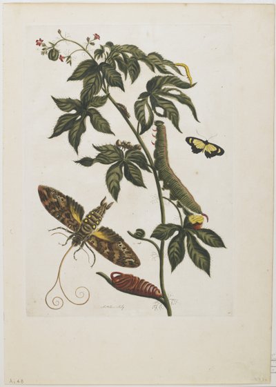 Sphinx Moth, Larva, Pupa, and Flower by Maria Sibylla Merian